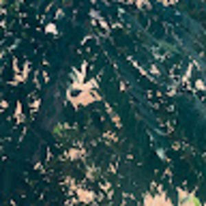 Meet your Posher, Jazmin